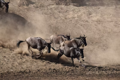 Migration